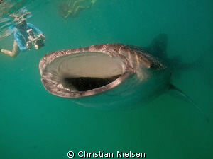 Photo shot in Hani Faru lagoon in the Baa Atoll (Maldives... by Christian Nielsen 